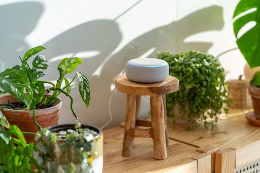 An Amazon Echo sits on a small table shaped shelf surrounded by different potted plants. 